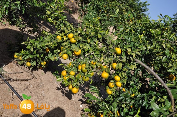 bayara visiting (10).JPG